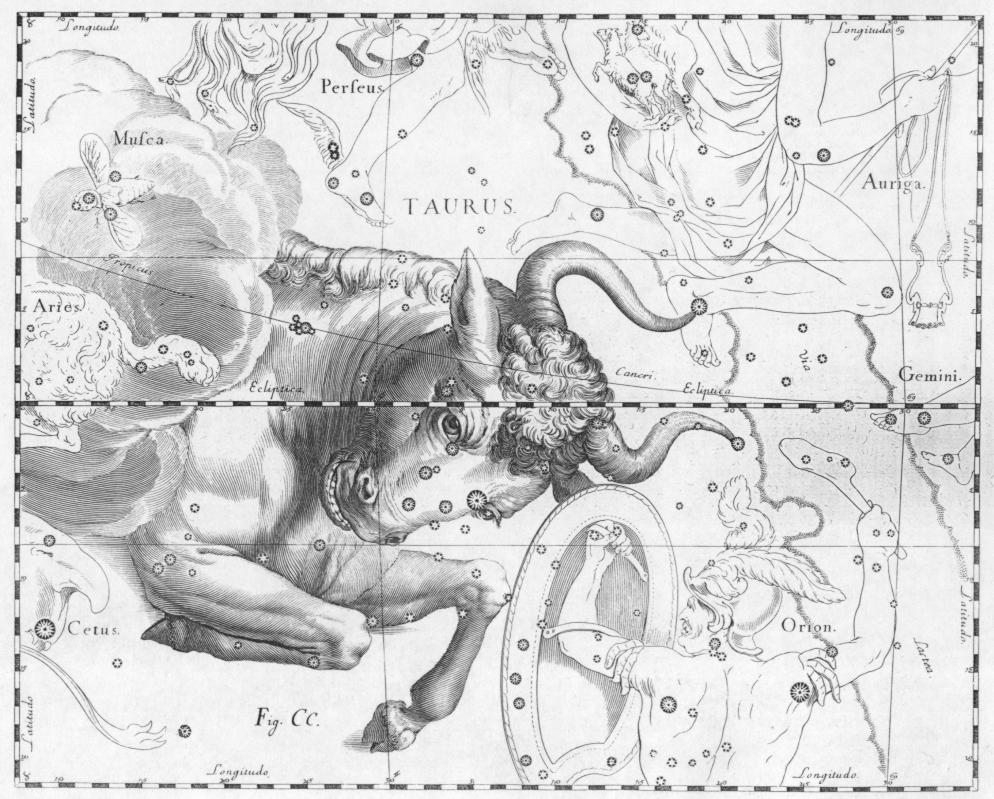 Taurus, as depicted in Uranographia by Johannes Hevelius